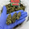 modified grapes strain